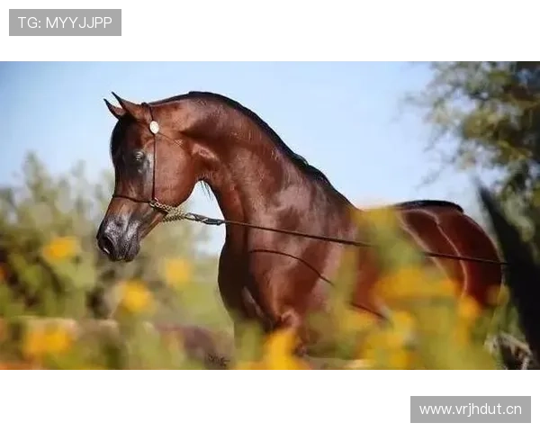 富里睡醒发现自家马场又多了一匹纯血马，这已经是本月第三匹了